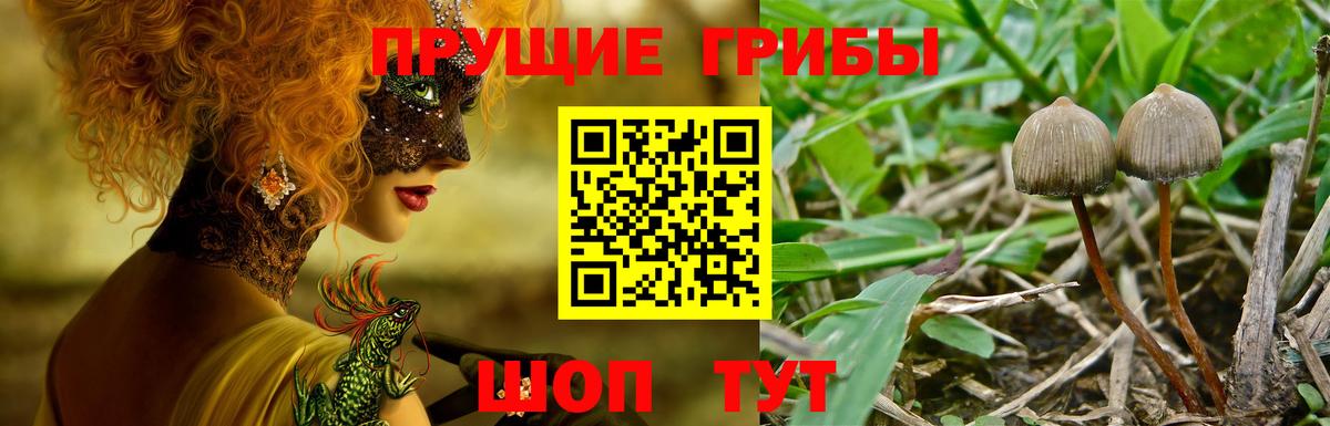 Псилоцибиновые грибы Psilocybe Советский